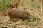 Pygmy Hog