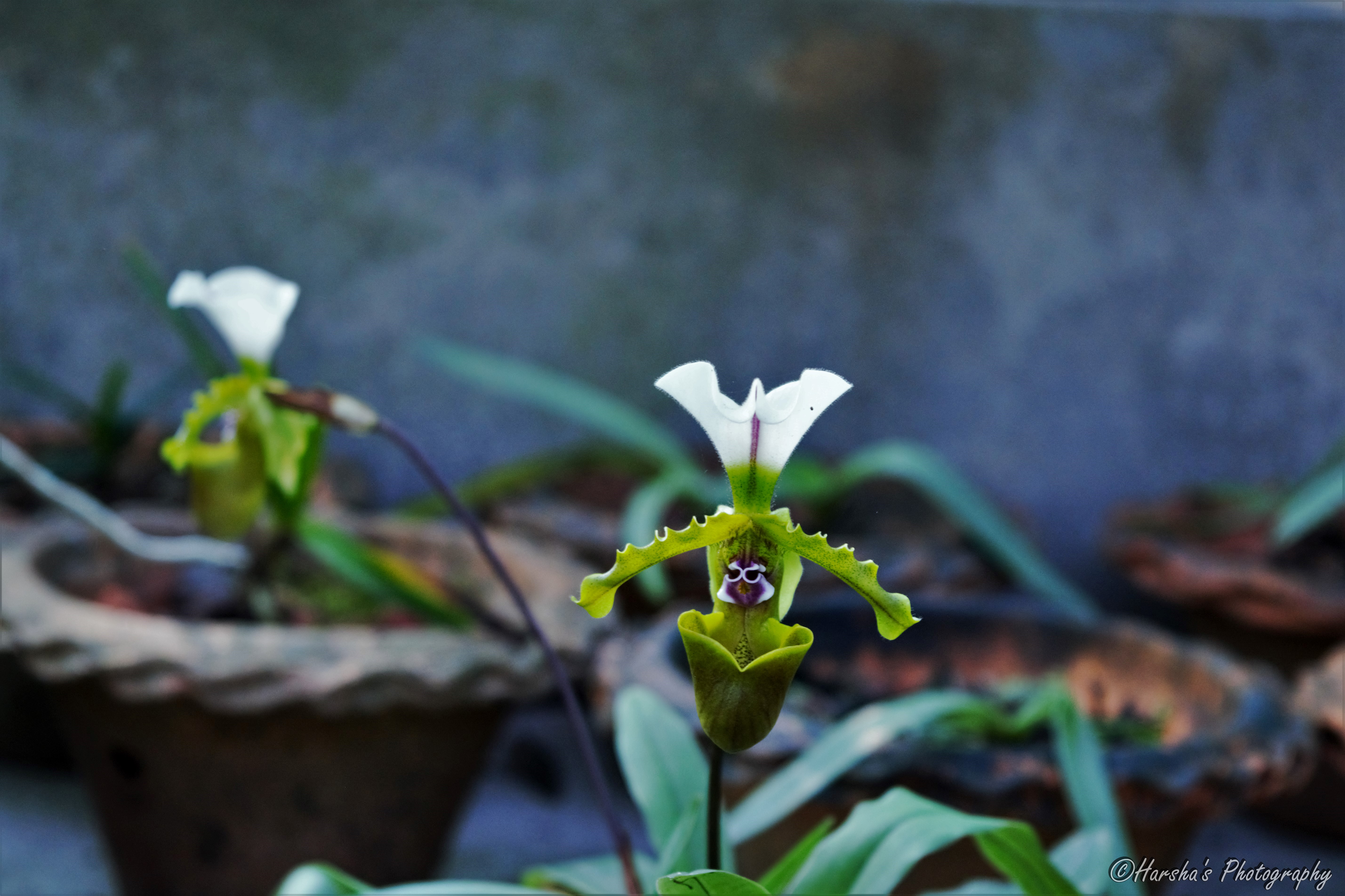 A Lily at Orchid Park Kaziranga